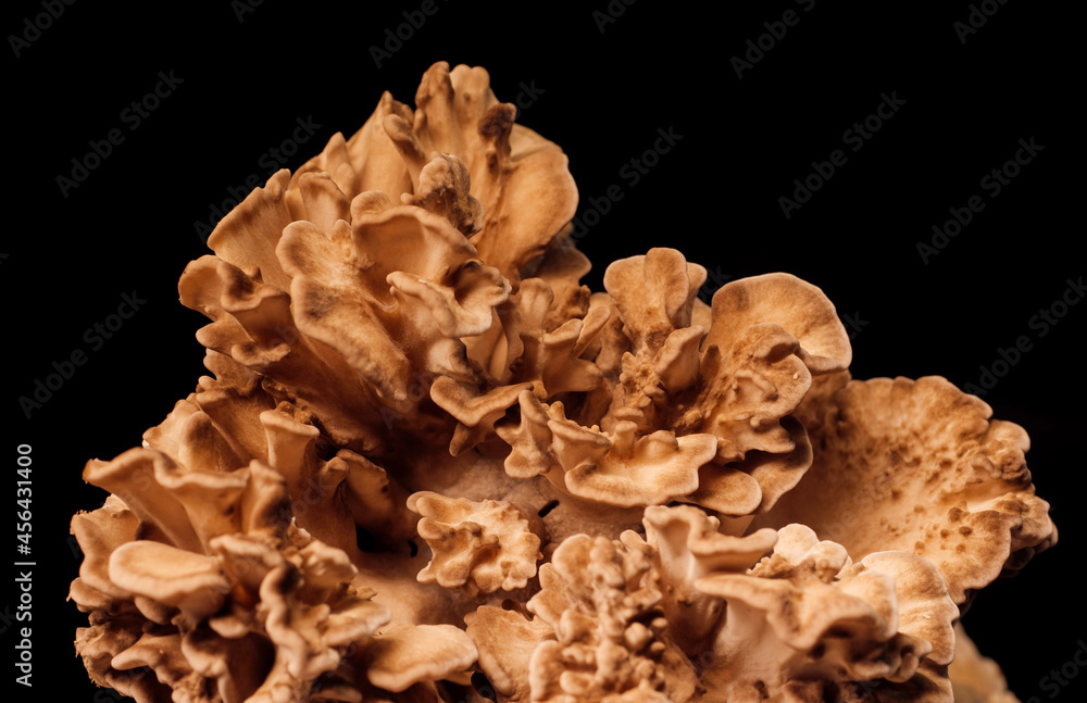 Hen of the Woods Hen of the Woods