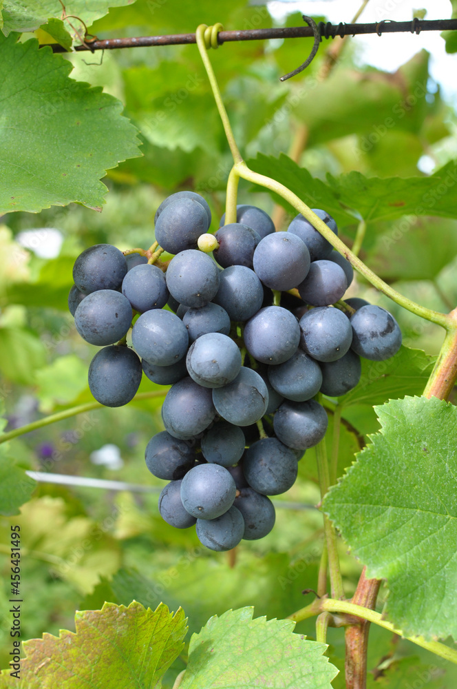 Grapes ripen on the branch of the bush
