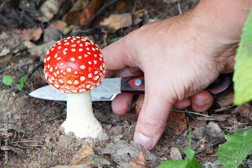 Amanita muscaria. Cutting the mushroom. Poisonous mushroom in nature. Fly agaric in forest. Mushroom cutting knife