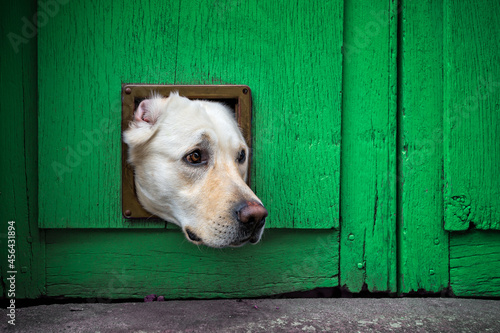 Φωτογραφία Head of Labrador dog sticking through cat flap in green wooden door
