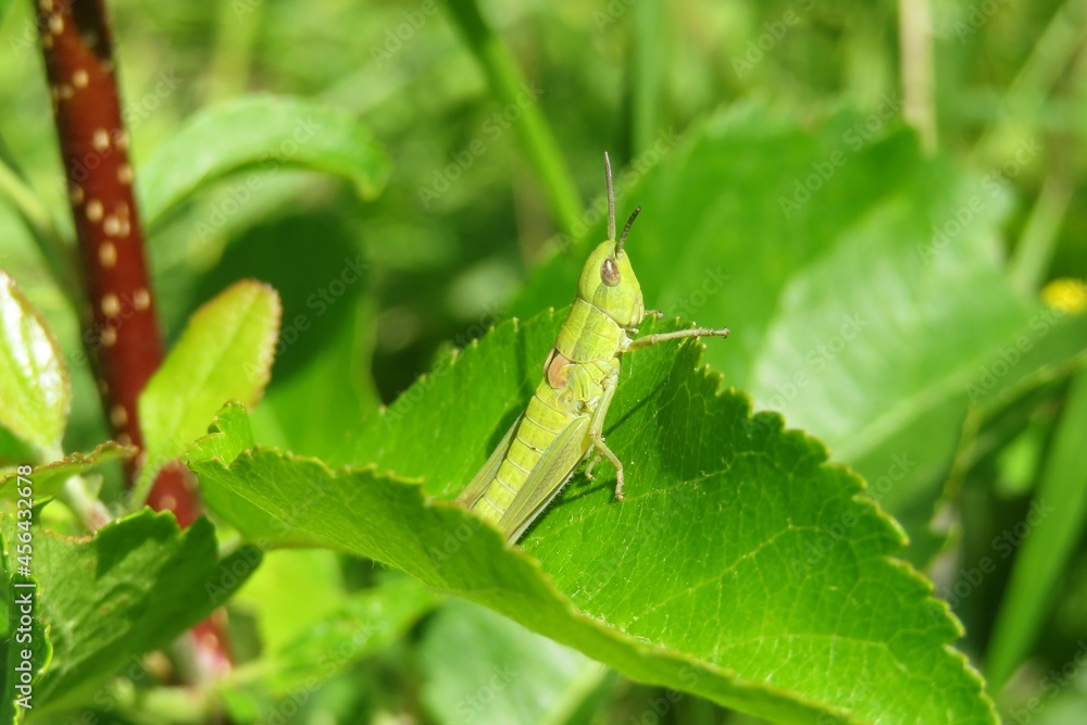 Light green grasshopper sitting on green leaf in the garden, closeup Light green grasshopper sitting on green leaf in the garden, closeup