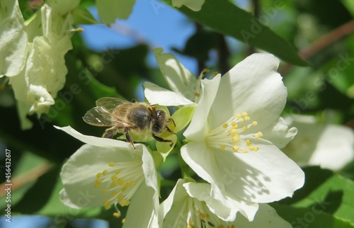 Honeybee on blooming jasmine flowers in the garden in spring, closeup photo