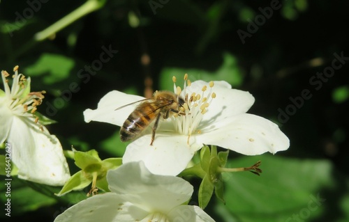 Bee on white jasmine flower in the garden in spring, closeup