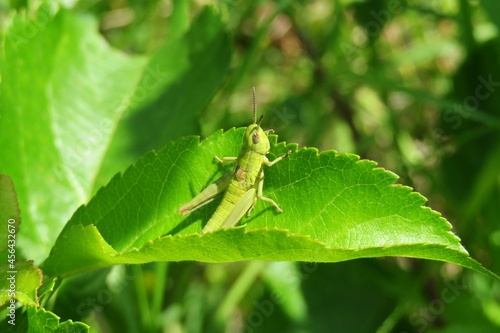 Beautiful light green grasshopper on leafs in the garden, closeup