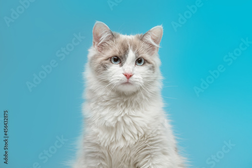 Foto Portrait of a beautiful funny cat on a blue background