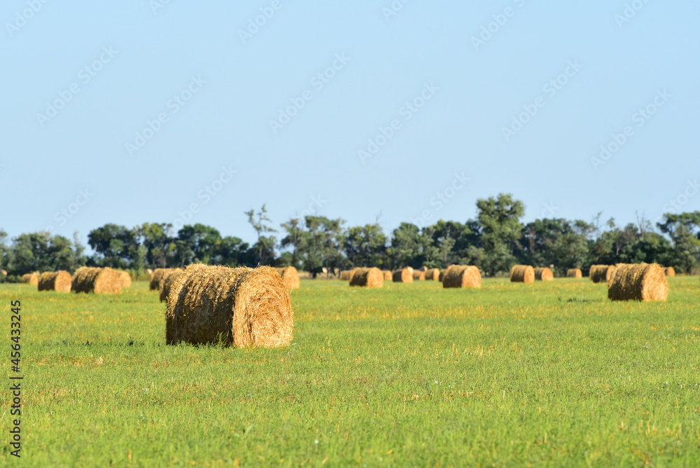 Huge bales of straw on the field in autumn, harvesting in Ukraine