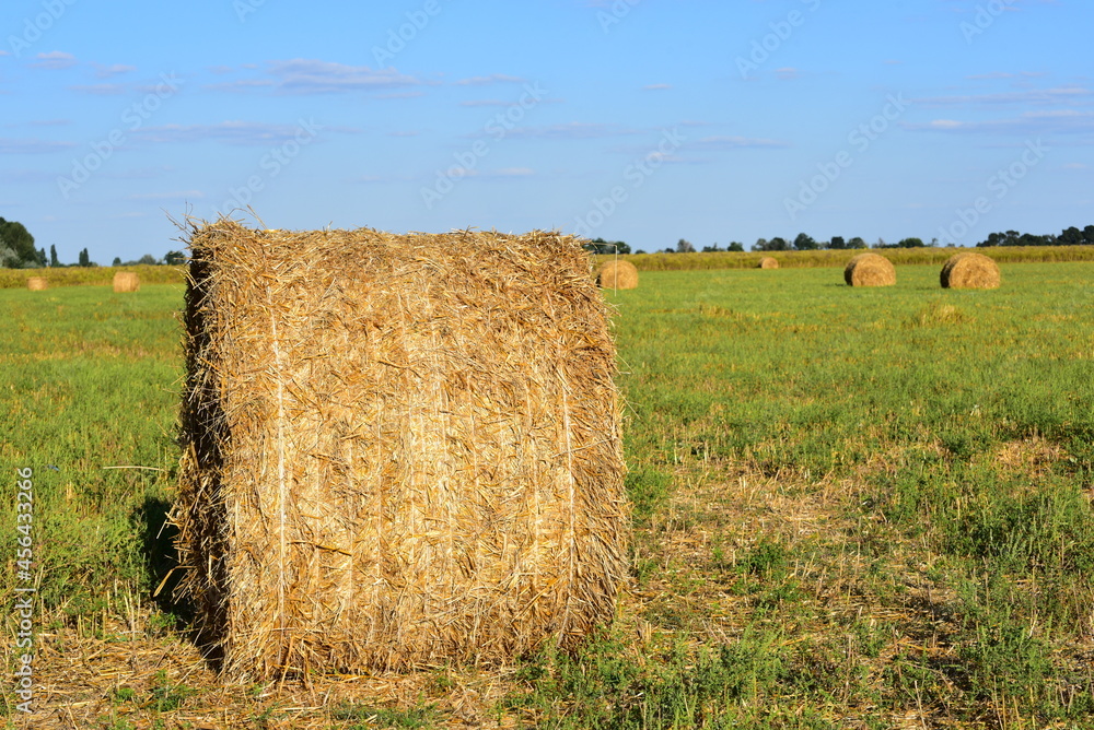 Huge bales of straw on the field in autumn, harvesting in Ukraine