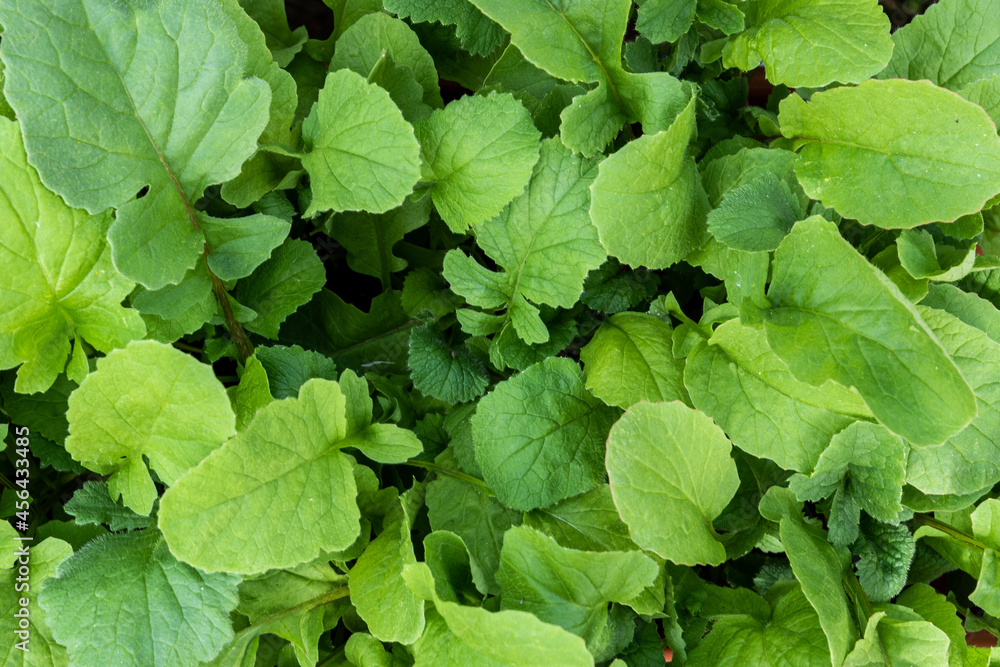 Leaves of a healthy, bright green radish plant in close up shot taken in summer from home grown green house. Leaves of a healthy, bright green radish plant in close up shot taken in summer from home grown green house.