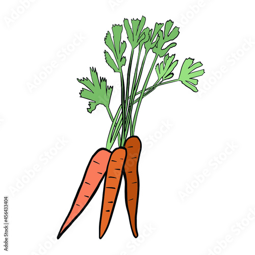 carrot. vegetables. root vegetable. leaves. fruit. harvesting. vitamin A. Orange