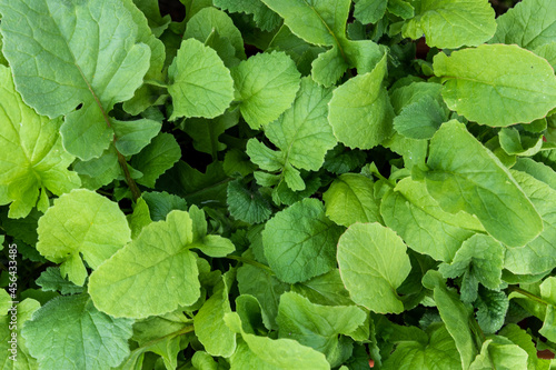 Leaves of a healthy, bright green radish plant in close up shot taken in summer from home grown green house. 
