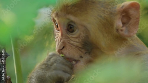 rhesus macaque macaca mulatta in slow motion is one of the best known species photo