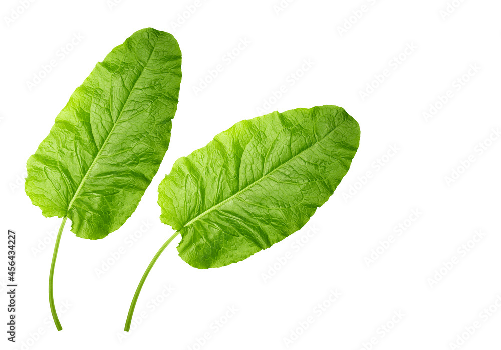 green leaf isolated green leaf isolated