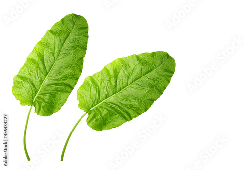 green leaf isolated