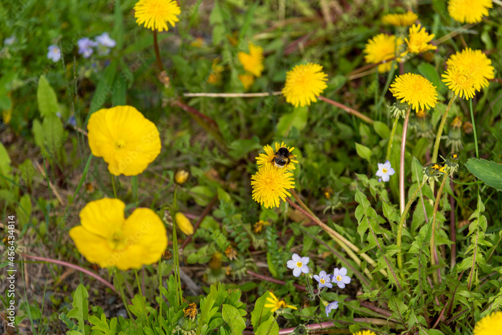 Bright yellow wild flowers seen in the summer time in northern Canada with large bee, insect. Great desktop, background image. Bright yellow wild flowers seen in the summer time in northern Canada with large bee, insect. Great desktop, background image.