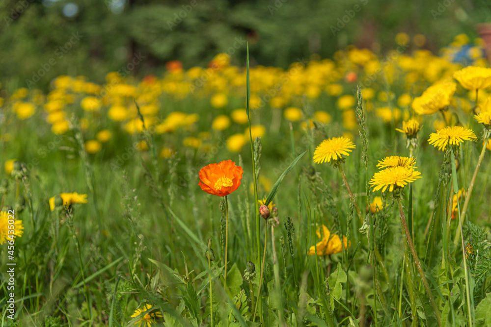 A field of wild flowers seen in an open, outdoor area during summer with yellow, orange daisy and poppy flora. 