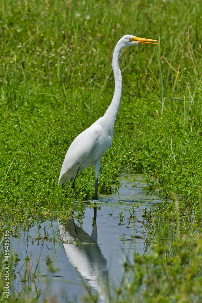 Obraz premium Grown egret standing over his wetland.