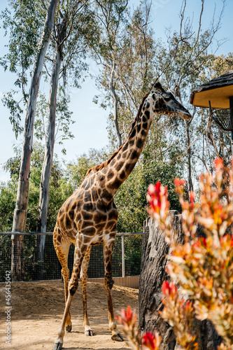 Giraffe in San Diego Zoo