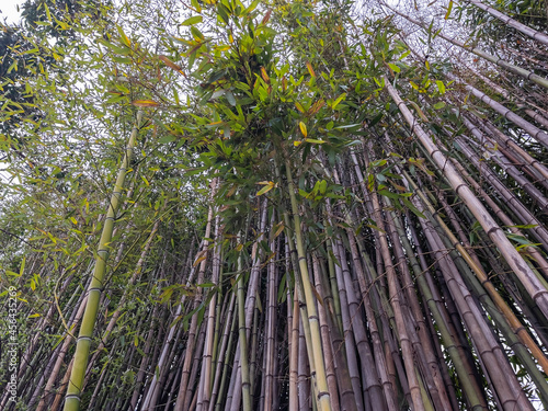 Picturesque thickets of a bamboo