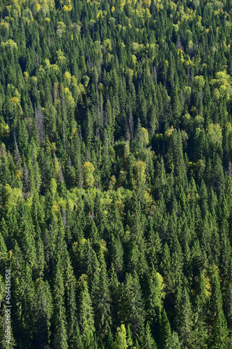 Endless mixed Ural forest (taiga) in early autumn