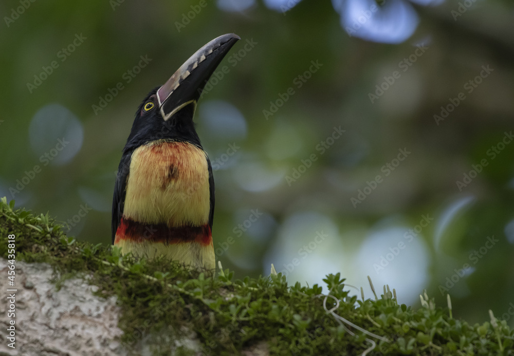 Fototapeta premium Exotic Aracari toucan perched on a tree branch