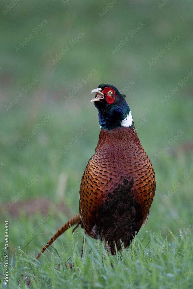 Fototapeta premium Common pheasant in the meadow. Pheasant calling. European wildlife. Birds watching in Czech republic.