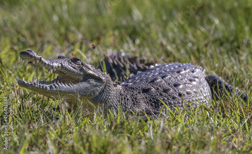 Closeup shot of a crocodile among the grass