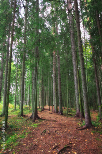 Fototapeta Naklejka Na Ścianę i Meble -  A dense forest with long tree trunks and a road. Karelian beautiful landscapes.