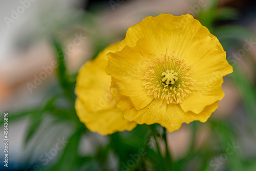 Close up, macro shot of a stunning, bright yellow poppy flowers seen in wild, natural environment. Papaver cambricum.  photo