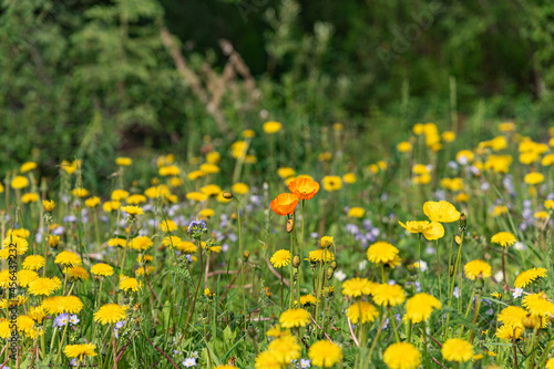 A field of wild flowers seen in an open, outdoor area during summer with yellow, orange and purple flora. 