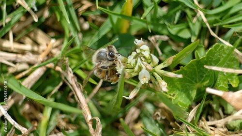 Honey bee on a white clover flower in Cotacachi, Ecuador