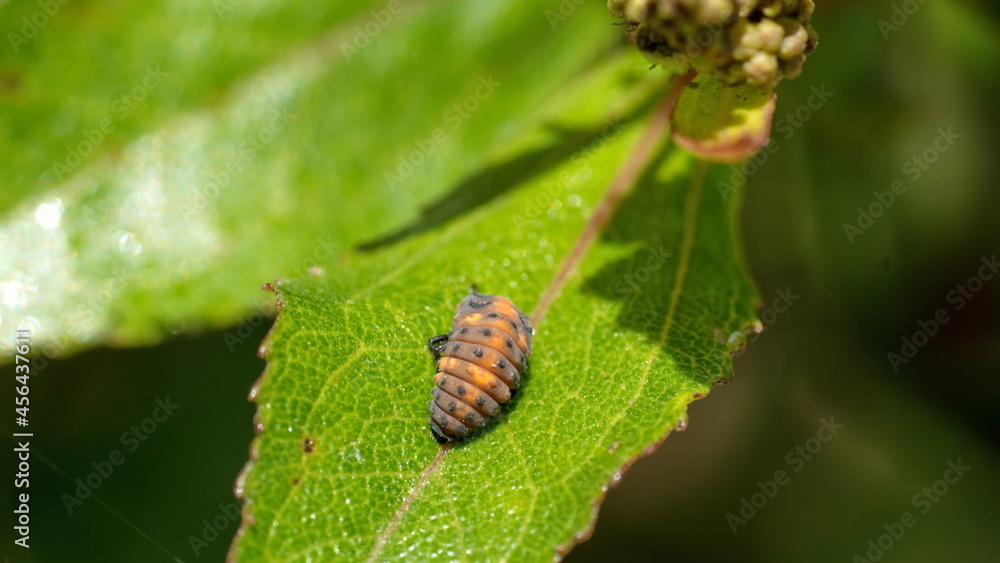 Insect larvae on a leaf in Cotacachi, Ecuador Insect larvae on a leaf in Cotacachi, Ecuador