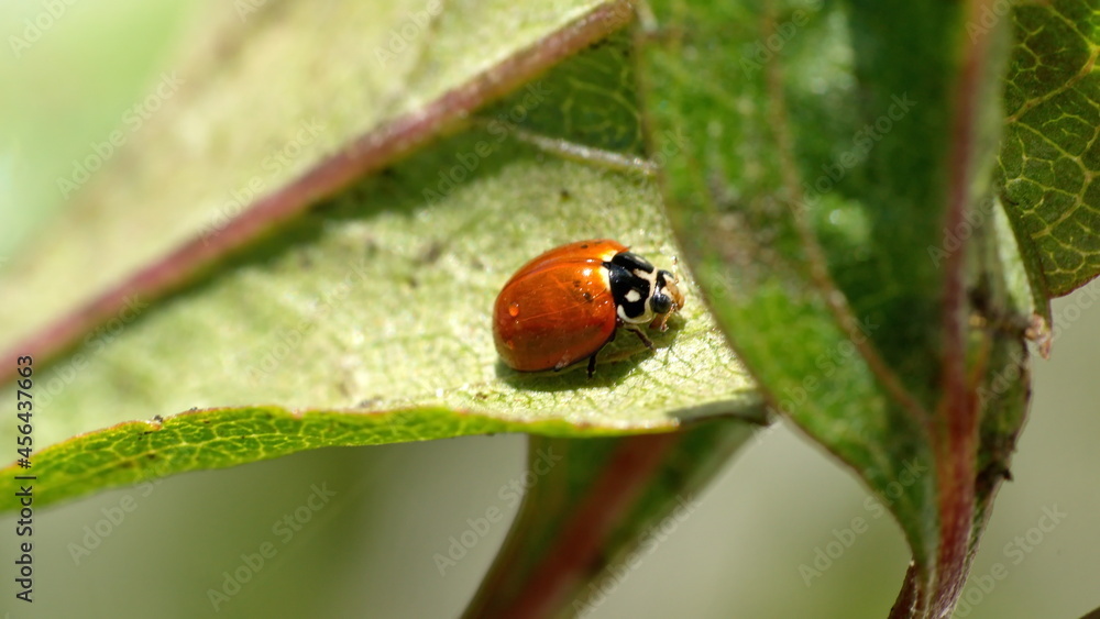 Lady bug on a leaf in Cotacachi, Ecuador Lady bug on a leaf in Cotacachi, Ecuador