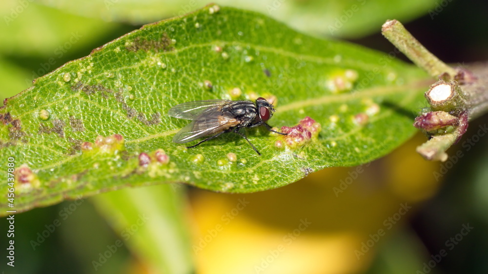 Fly on a diseased leaf in Cotacachi, Ecuador Fly on a diseased leaf in Cotacachi, Ecuador