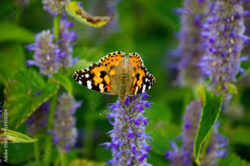 Motyl rusałka osetnika na kwiatach przetacznika