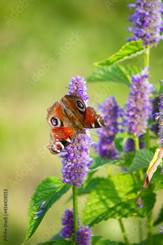 Motyl rusałka pawik na kwiatach przetacznik photo