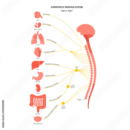 Symphathetic nervous system