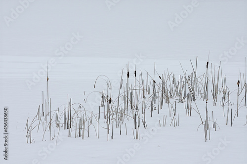 REEDS AND SNOW