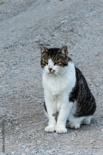 white and black cat sitting on the road