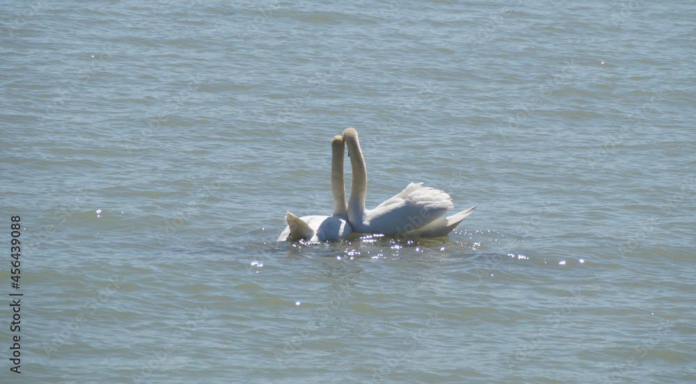 Fototapeta premium a couple of beautiful hugging swans in love on lake Constance on island Mainau in Germany 