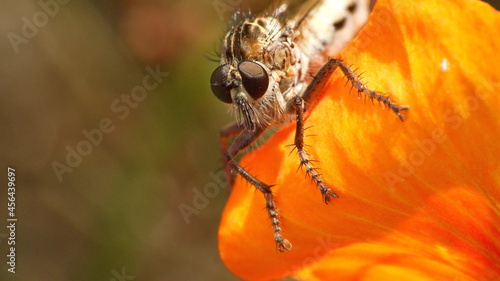 Robber fly on an orange flower in Cotacachi, Ecuador