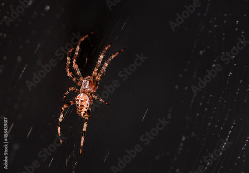 The spider weaves a web. Abstract dark background  macro. Halloween concept.