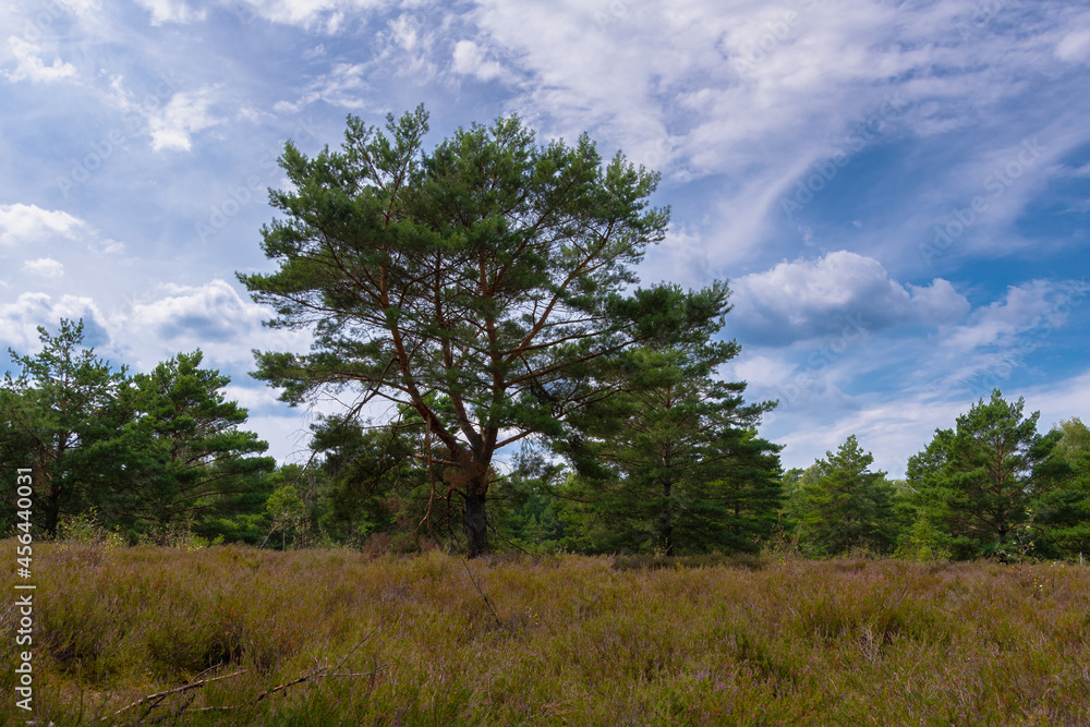 Obraz premium Heide Landschaft in Brandenburg Deutschland Reicherskreuzer Heide