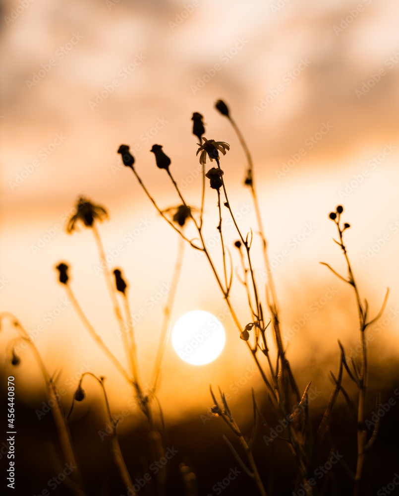 Obraz premium sunset in the grass