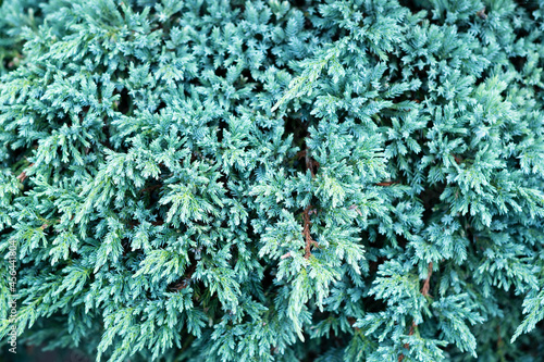 Texture of juniperus squamata blue star. Blue carpet juniper plant or Himalayan juniper. Christmas background. Selective focus 