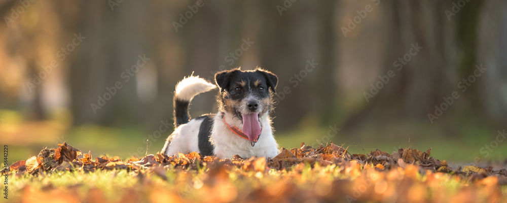 Proud small  Jack Russell Terrier dog is lying on leaves and posing in autumn. - obrazy, fototapety, plakaty 
