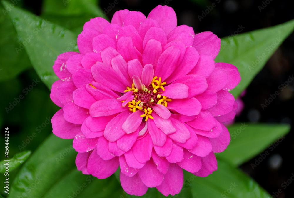 Close up of a bright pink color of Zinnia flower at full bloom