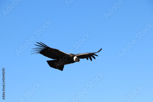 The wonderful flight of the condor