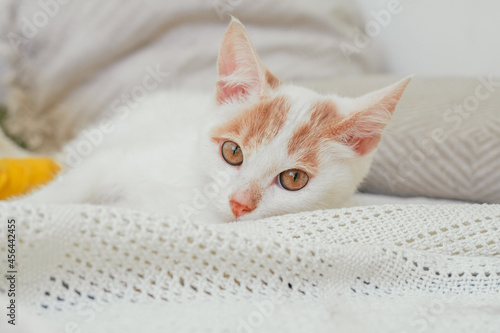 White and ginger cat 3-4 months lies on light blanket. Kitten with foot, bandaged with yellow bandage