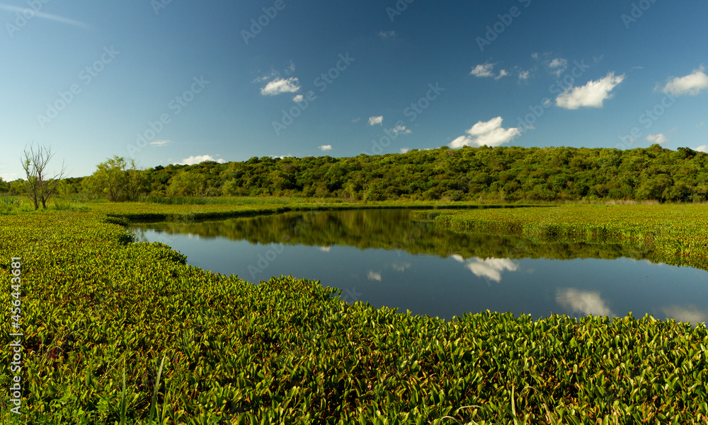 Panorama view of the lake and vegetation in Pre Delta national park. The Eichornia azurea aquatic plant colony, also known as Water Hyacinth, the tropical forest and clear sky reflected in the water.