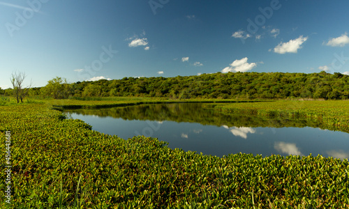 Panorama view of the lake and vegetation in Pre Delta national park. The Eichornia azurea aquatic plant colony, also known as Water Hyacinth, the tropical forest and clear sky reflected in the water.